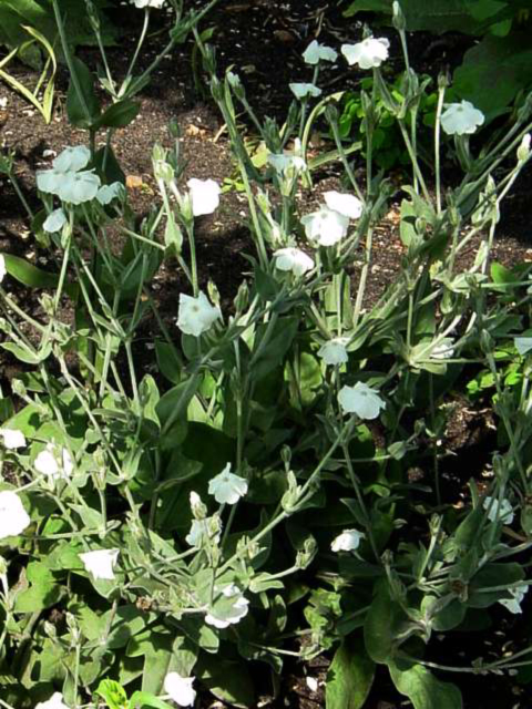 Photos Lychnis coronaria - 